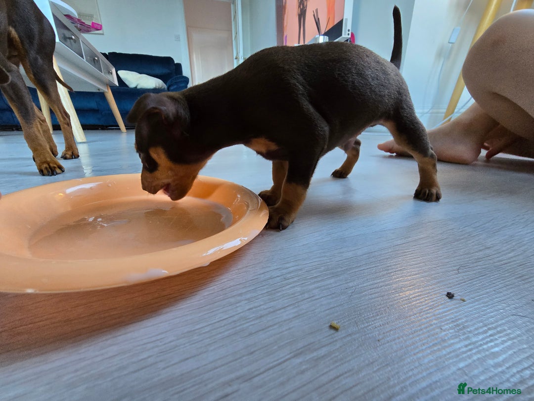 Miniature Pinscher dogs for sale: 1x Boy Miniature Pinscher - Image 4