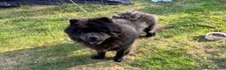 Chow Chow dogs for sale: STUNNING BLACK KC DOG - Advert 6