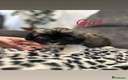 Shih Tzu dogs for sale: 🩷 Beautiful Shitzu Puppies 🩷 - Image 9