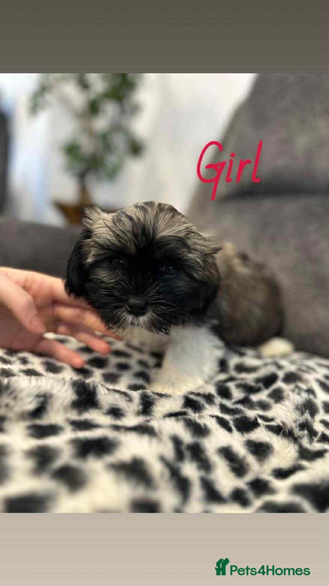 Shih Tzu dogs for sale: 🩷 Beautiful Shitzu Puppies 🩷 - Image 9
