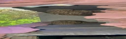 Plecos fish for sale: 3 x Breeding Wabenmuster Plecos (1m 2f) - Advert 3