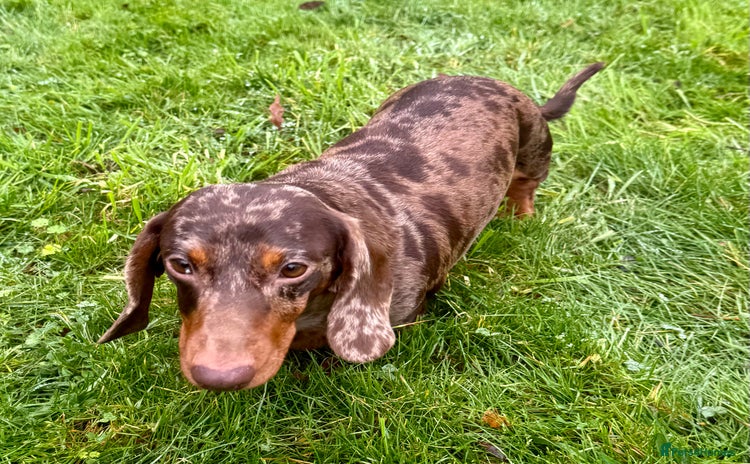 Miniature Dachshund dogs Pickle: The Dog They Left to Die - Advert 10