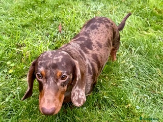 Miniature Dachshund dogs Pickle: The Dog They Left to Die - Advert 4