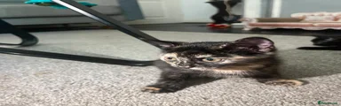 Mixed Breed 3