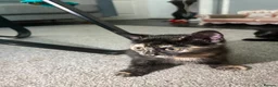 Mixed Breed cats for sale: 3 Healthy Playful Kittens Looking for Loving Homes - Advert 2