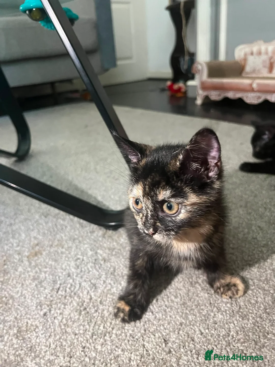 Mixed Breed cats for sale: 3 Healthy Playful Kittens Looking for Loving Homes - Advert 2