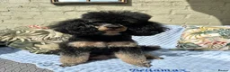 Miniature Poodle dogs for sale: 🐩 Beautiful Small Miniature Poodles 🐩  - Advert 2
