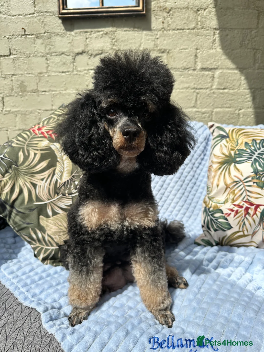 Miniature Poodle dogs for sale: 🐩 Beautiful Small Miniature Poodles 🐩  - Advert 2
