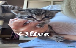 Siberian cats for sale: Siberian x kittens  - Image 6