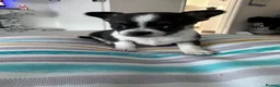 Chihuahua dogs for sale: Puppies - Advert 10