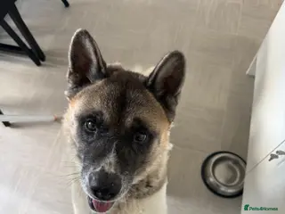 Akita dogs 8 year old American Akita - Advert 1