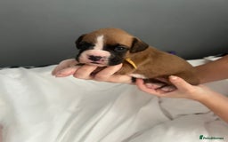 Boxer dogs for sale: BOXER PUPPIES FOR SALE!! - Image 2