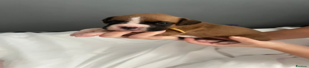 Boxer Puppy 2