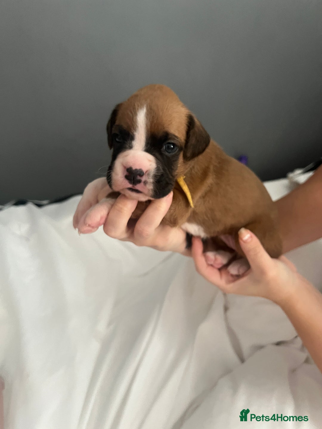 Boxer dogs for sale: BOXER PUPPIES FOR SALE!! - Image 2