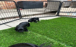 Cocker Spaniel dogs for sale: Working Cocker Spaniel Puppies  - Advert 14