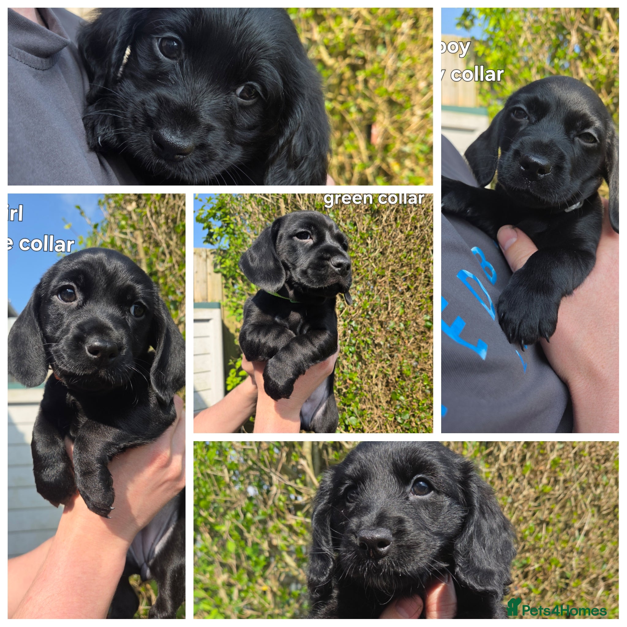 Mixed Breed dogs Cocker Spaniel x Dachsund Puppies  - Advert 2