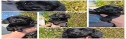 Mixed Breed dogs for sale: Cocker Spaniel x Dachsund Puppies  - Advert 1