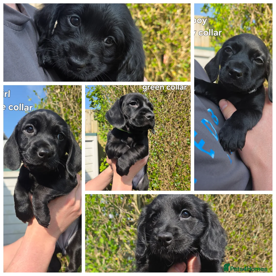 Mixed Breed dogs for sale: Cocker Spaniel x Dachsund Puppies  - Advert 1