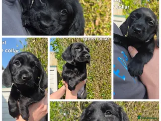 Mixed Breed dogs Cocker Spaniel x Dachsund Puppies - Advert 1