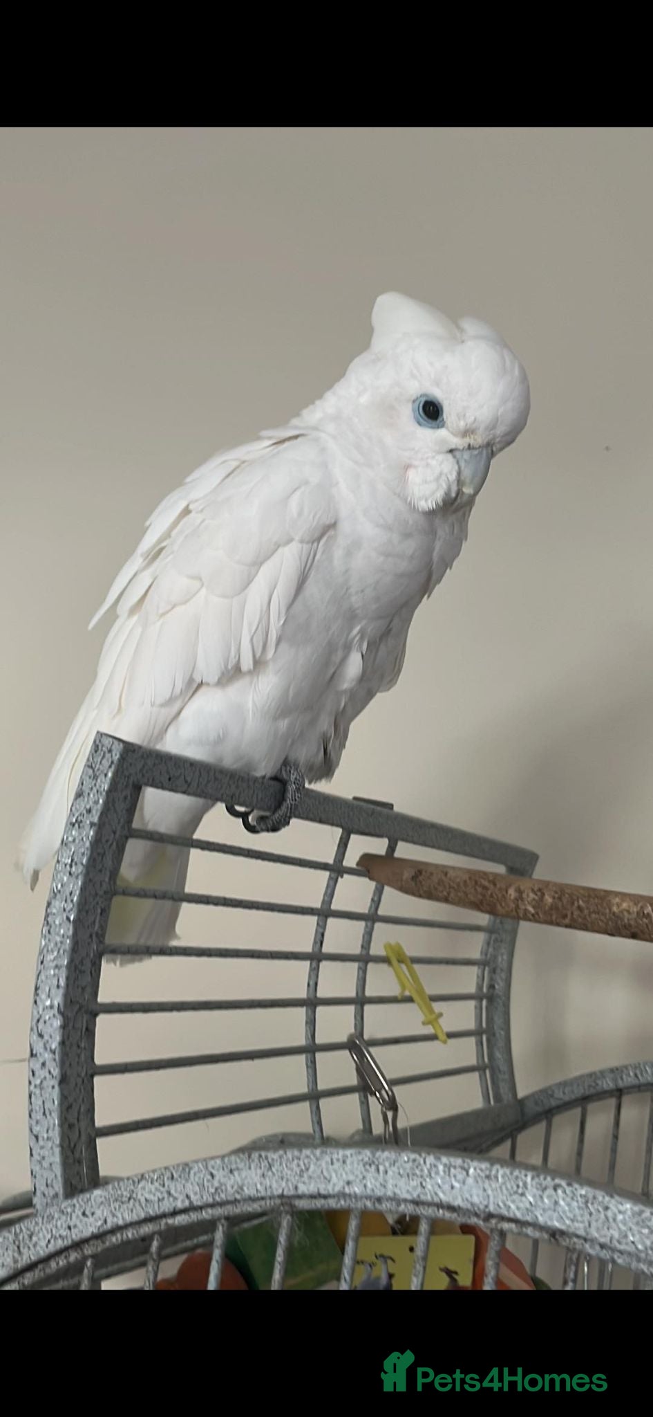 Cockatoo birds Ducorps cockatoo female - Advert 1