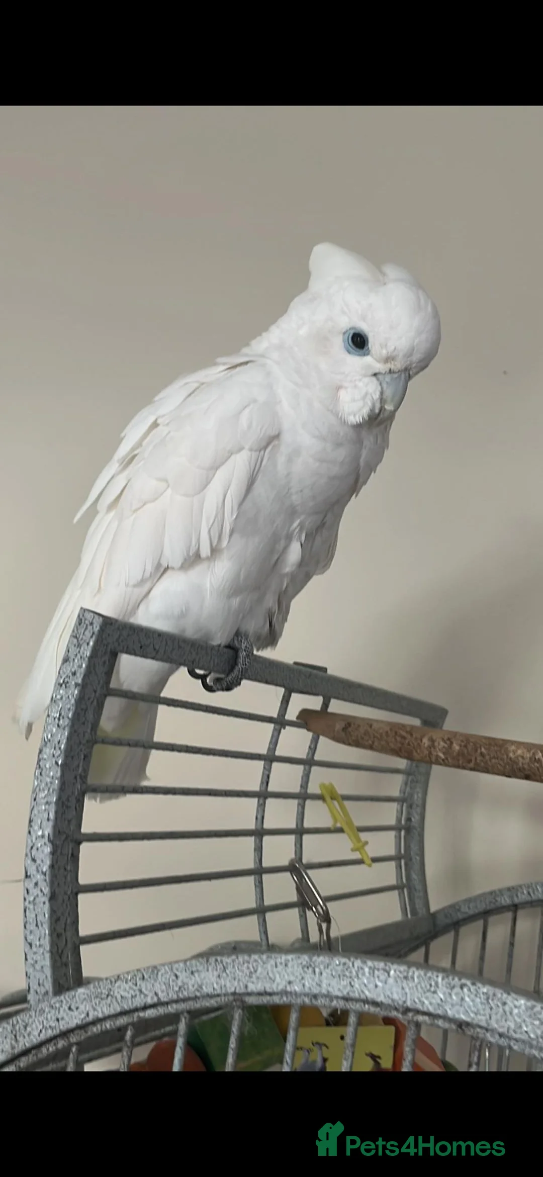 Cockatoo birds for sale: Ducorps cockatoo female in Saltash - Advert 1