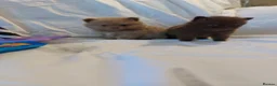 Pomeranian dogs for sale:  Toy-Type Mico Teddy Bear Face Pomeranian Puppy's - Advert 5
