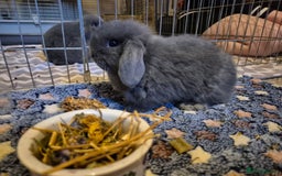 Mini Lop rabbits for sale: 💙 Baby Minilops Ready 25th💙  - Image 1
