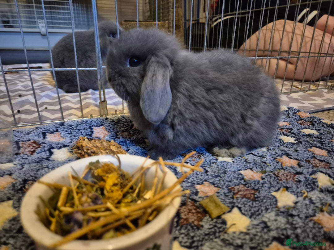 Mini Lop rabbits for sale: 💙 Baby Minilops Ready 25th💙  - Image 1