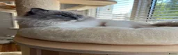 Ragdoll cats for sale: 🤍 Exceptional TICA Registered Ragdoll Girls - Advert 13