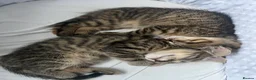 Mixed Breed cats for sale: Beautiful stripey kittens - available now - Advert 3
