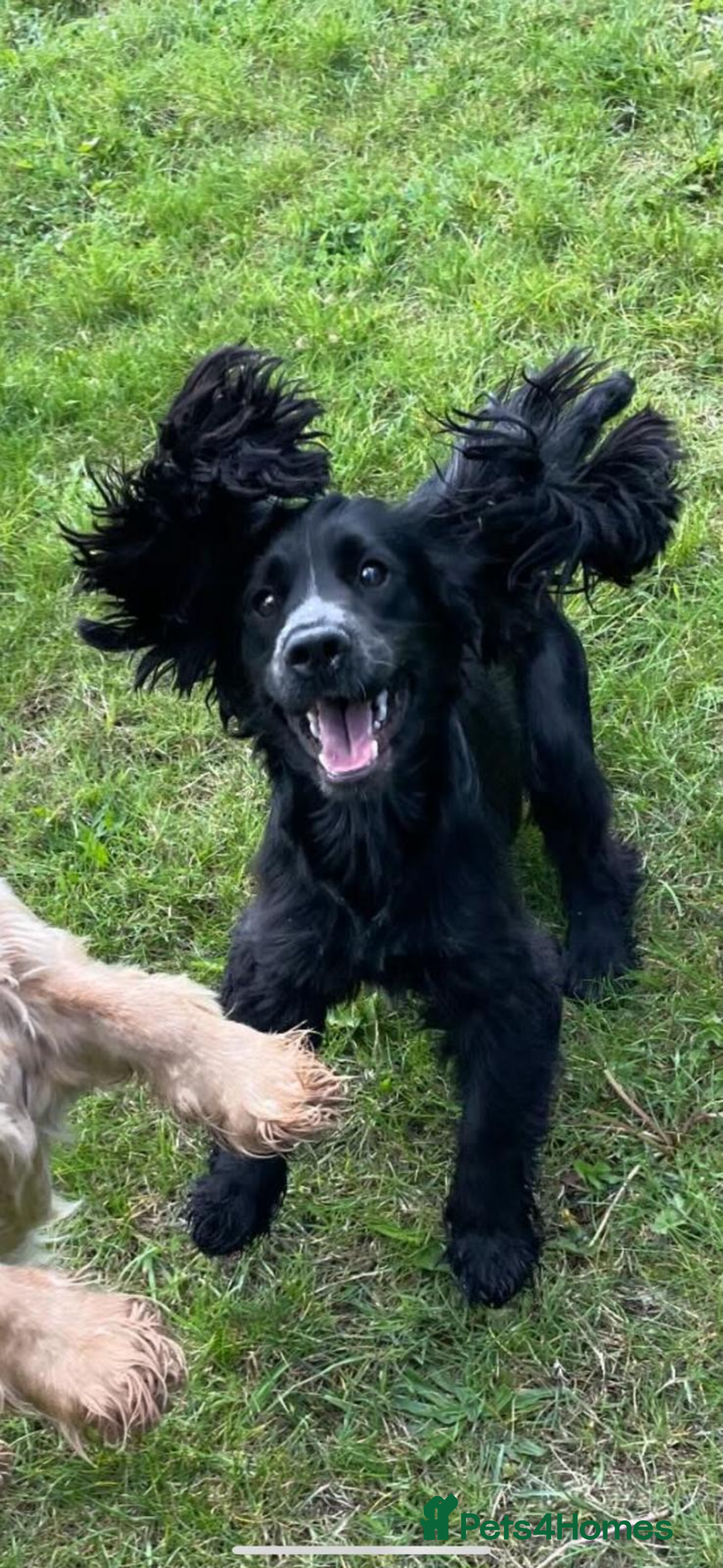 Mixed Breed dogs for sale: Beautiful Labradoodle x Cocker Spaniel Puppies - Advert 14