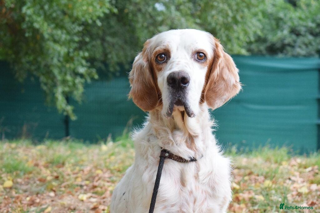 English Setter dogs Polo  - Advert 1