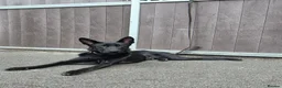 German Shepherd dogs for sale: Black male German shepherd  - Advert 4