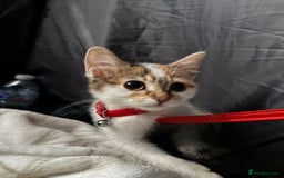 Mixed Breed cats for sale: Kitten for sale - Image 4