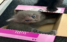 British Longhair cats for sale: (1 BOY LEFT) Grey British Longhair Kittens - Image 9
