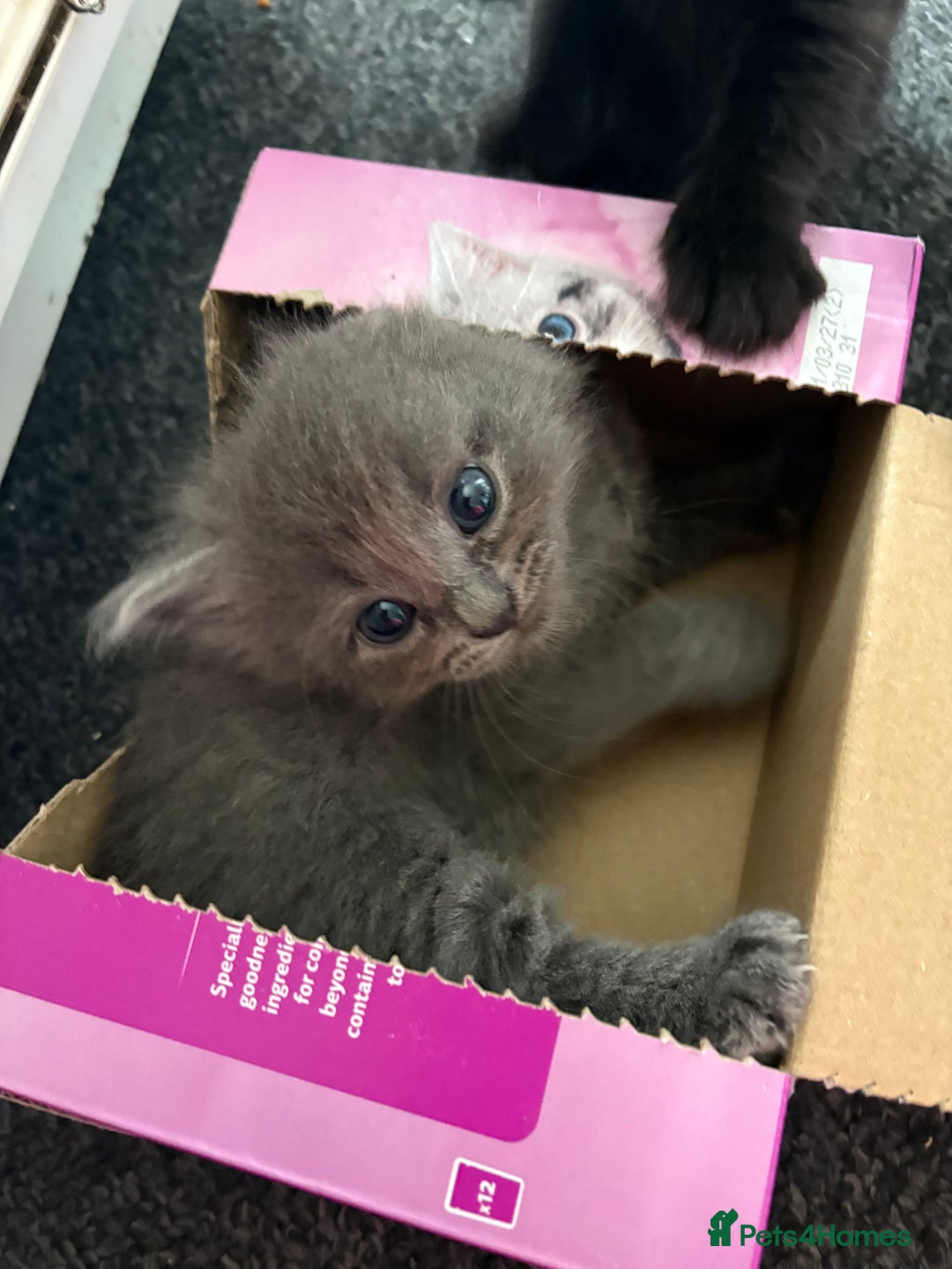 British Longhair cats for sale: (1 BOY LEFT) Grey British Longhair Kittens - Image 9
