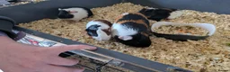 Guinea Pig rodents for sale: Mixture of baby and adult female guinea pigs  - Advert 7
