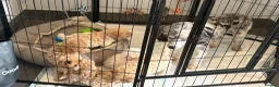 Mixed Breed dogs for sale: Unusual Café Au Lait Poodle Puppies - Advert 3