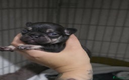 French Bulldog dogs for sale: French dog for sale  - Image 17
