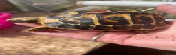Hermann Tortoise reptiles for sale: WESTERN HERMANNS [ DWARF HERMANNS] - Advert 2
