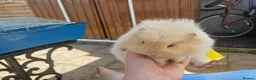 Guinea Pig rodents for sale: Butter and Bean in Trowbridge - Advert 3