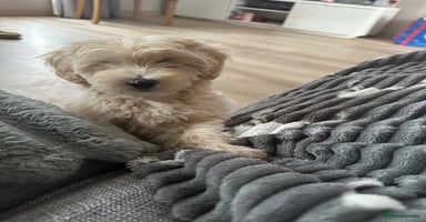 Maltipoo dogs - Advert 3