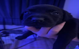 Mixed Breed dogs for sale: Beautiful Labrador cross puppies🐶 - Image 7