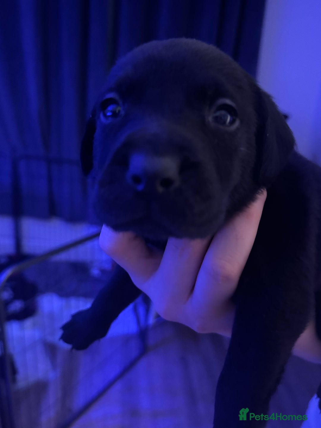 Mixed Breed dogs for sale: Beautiful Labrador cross puppies🐶 - Image 7