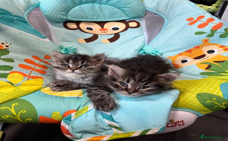 Persian cats - Advert 2