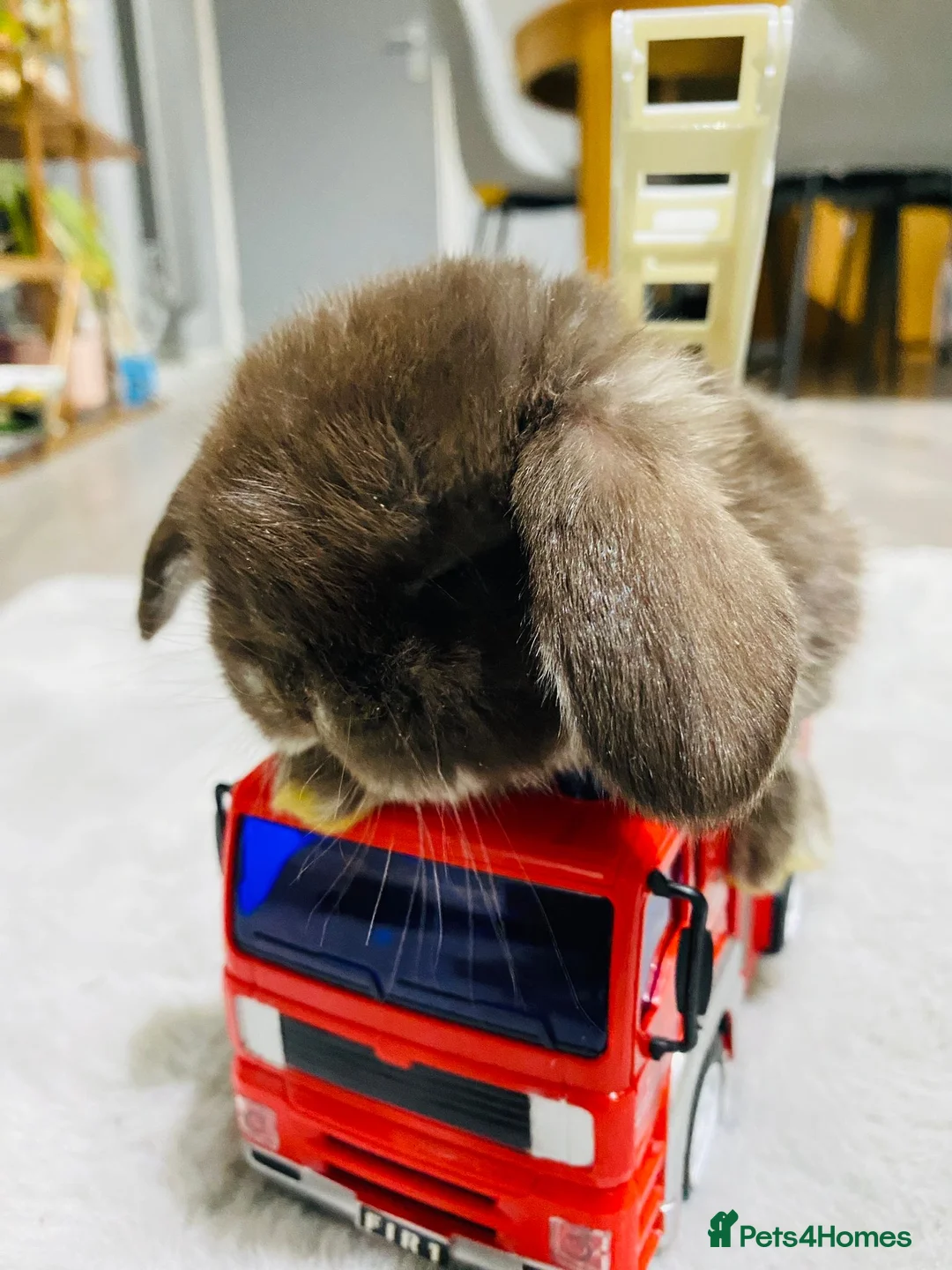 Mini Lop rabbits for sale: ❤️Mini Lop bunny 🐰 for sale   - Advert 6