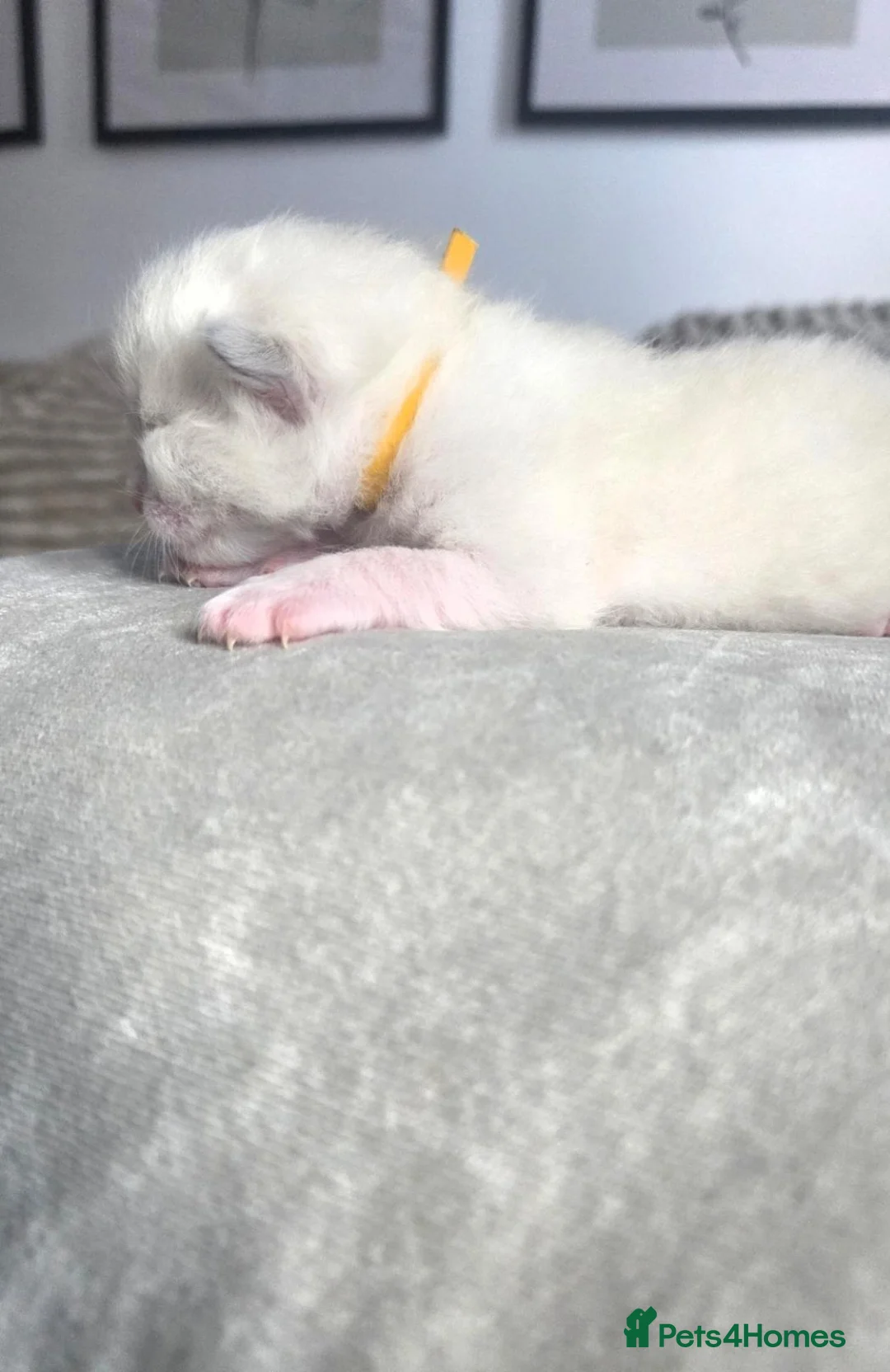 Ragdoll cats for sale: Ragdolls kitten - Advert 5