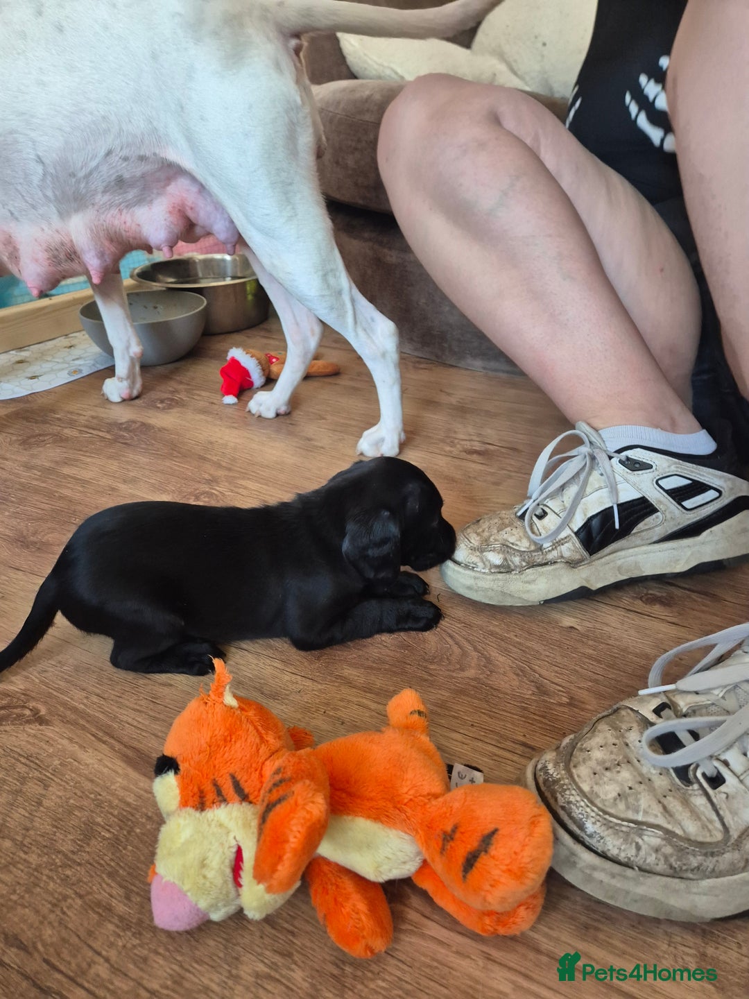 Staffordshire Bull Terrier dogs for sale: Staffie x Cockapoo puppies - Image 11