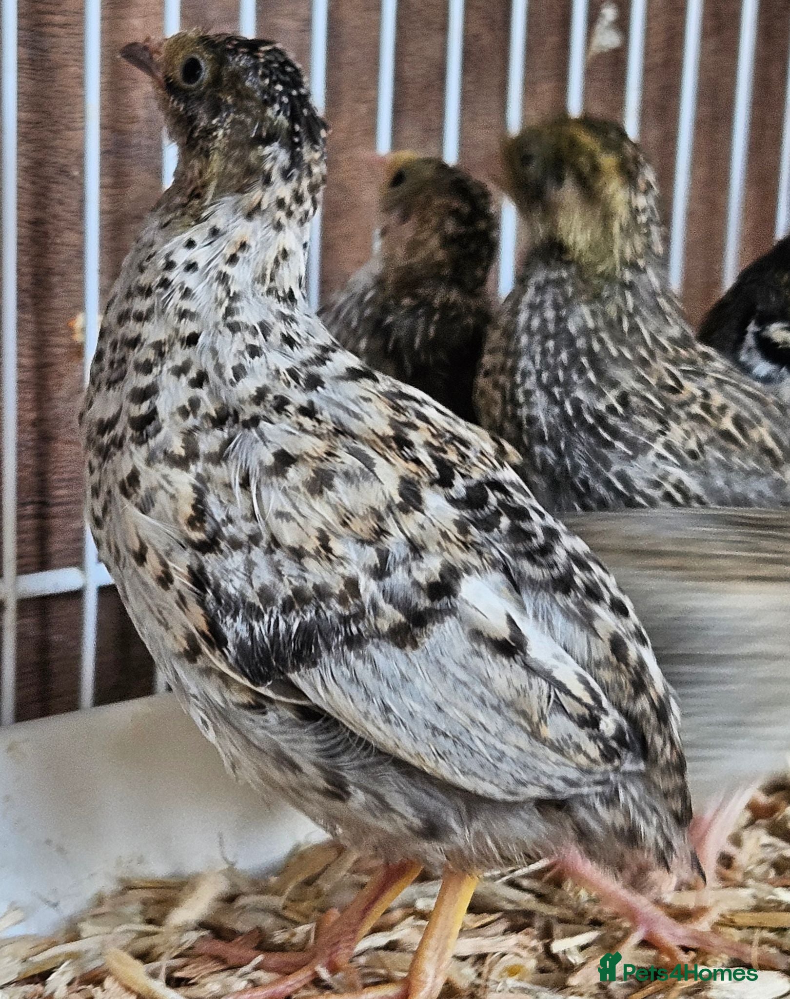 Mixed Breed birds for sale: Button Quail groups of 5  - Advert 2