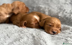 Cocker Spaniel dogs for sale: Gorgeous KC Working Cocker Spaniels- Health Tested - Image 5